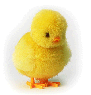 chicky_top_image.gif